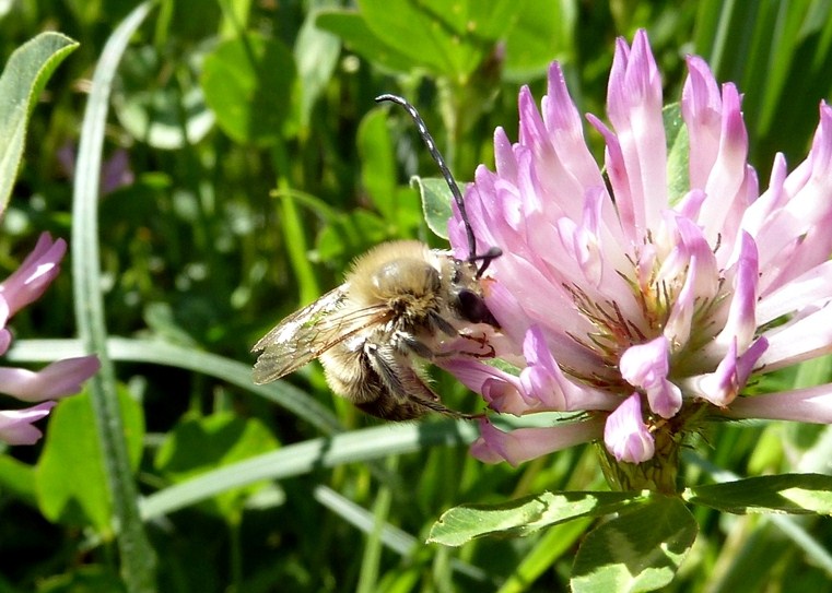 Eucera sp.?